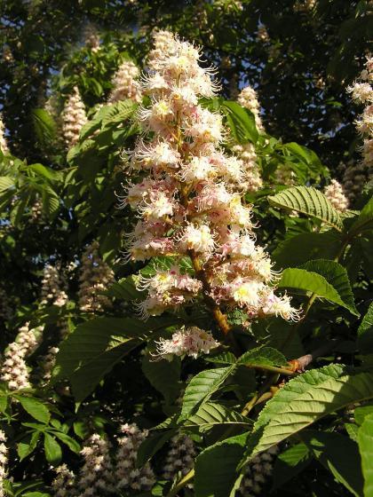 Chestnut - Horse chestnut (Aesculus Hippocastanum L.)
