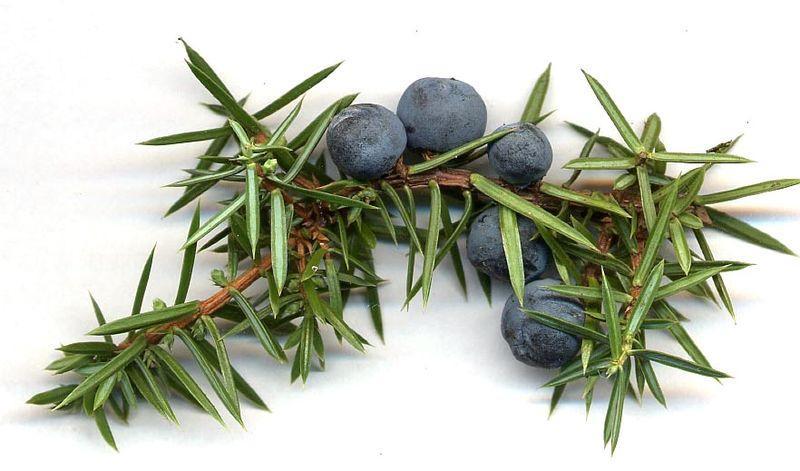 Common juniper (Juniperus communis L.)
