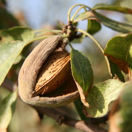 Almond oil BIO